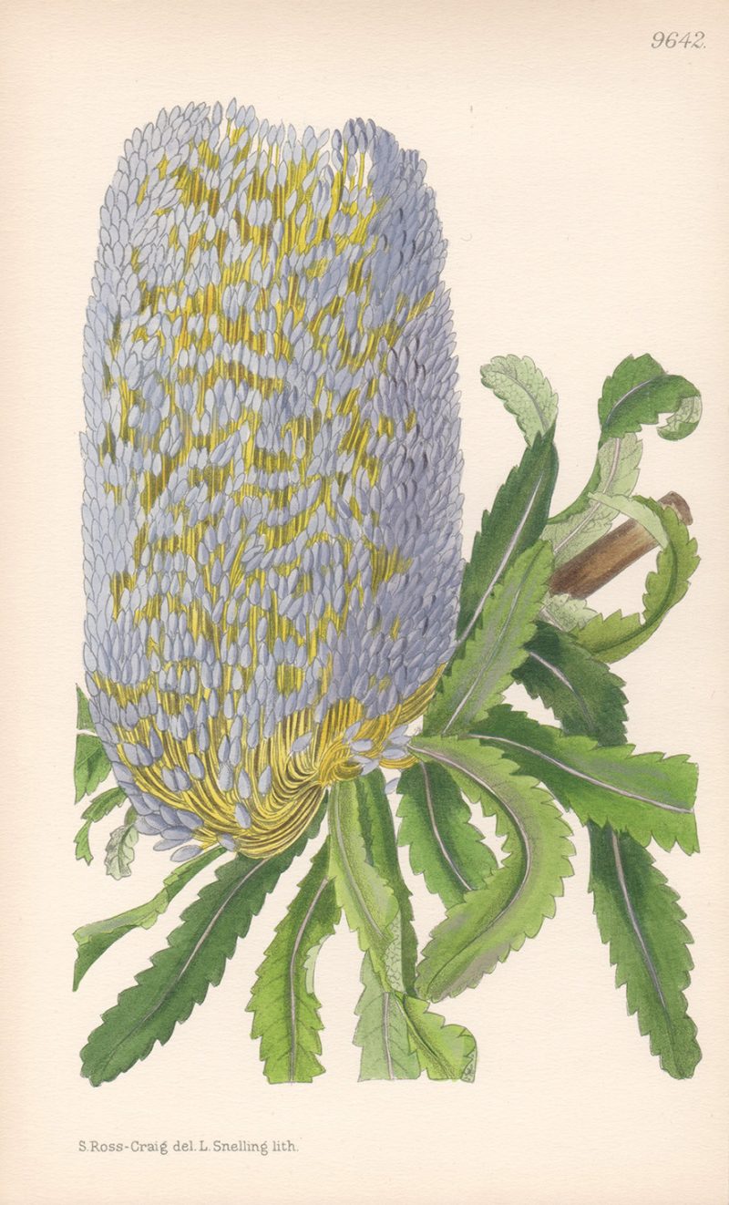 3 Banksia Srrata